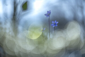 Anémonas hepáticas y mosquito