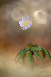 Anémona con flares y réplica de flor