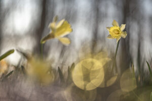 Narcisos y su reflejo en flar