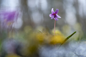 Erythronium dens-canis