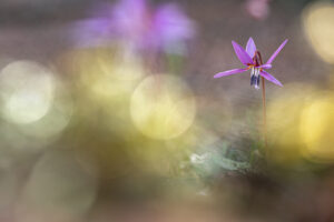 Erythronium dens-canis