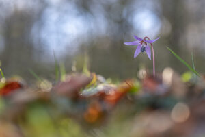 Erythronium dens-canis