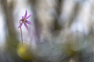 Erythronium dens-canis