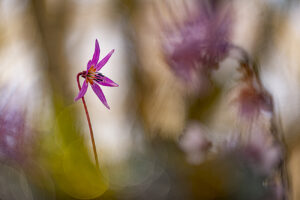 Erythronium dens-canis